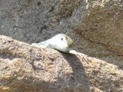 Pietra